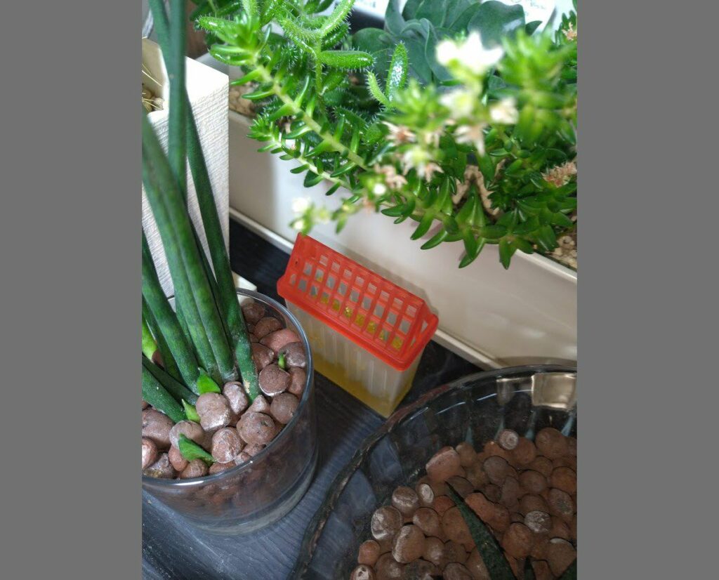 ダイソー コバエ取り コバエをキャッチ スマート を観葉植物周辺で使ってみた まなびシステム
